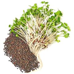 Семена для выращивания микрозелени Здоровья Клад Брокколи 50 г