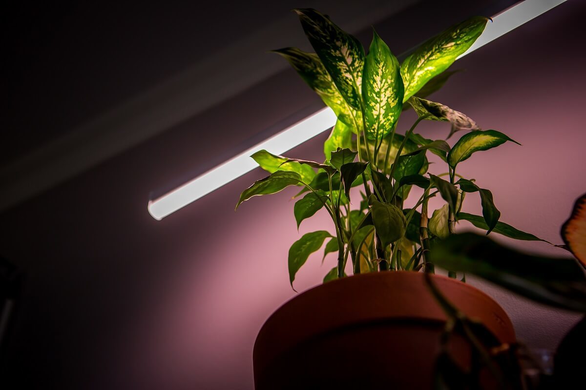 Светильники для растений: выбор по спектру излучения | блог компании LedRus